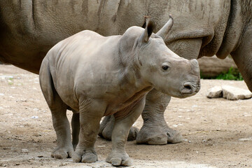 Fototapeta premium Breitmaulnashorn (Ceratotherium simum) Jungtier 