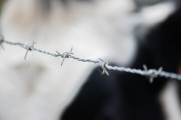 Gros plan sur un fil de barbelé avec en arrière-plan une vache laitière floue