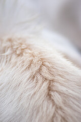 Gros plan sur les poils blanc d'une vache, au niveau de son garrot