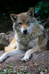 Fototapeta premium Eurasische Wolf (Canis lupus lupus) Europäischer Grauwolf