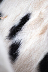 Gros plan sur la pousse des poils d'hiver d'une vache laitière en extérieur en automne