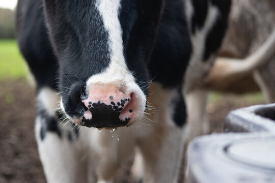 Focus sur le museau d'une jeune vache laiti&egrave;re prim'holstein &agrave; c&ocirc;t&eacute; des abreuvoirs 