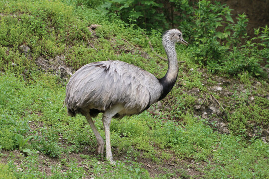 Emus (Dromaius) Laufvogel, Australien 