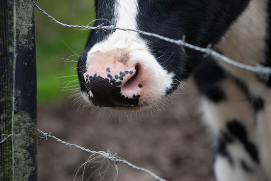 Focus sur le museau tachet&eacute; d'une jeune vache laiti&egrave;re prim'holstein derri&egrave;re les fils barbel&eacute;s