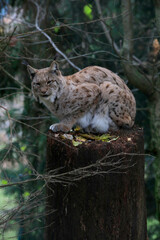 Eurasische Luchs oder Nordluchs (Lynx lynx)  auf Baumstamm im Wald 