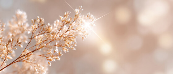 Close-up of delicate dried flowers with soft bokeh background and warm natural light highlighting fragile petals and stems