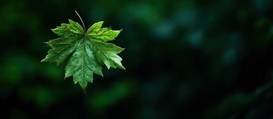 Fototapeta premium Close-up of a Vibrant Green Maple Leaf Against a Dark Backdrop.
