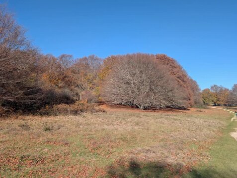 I faggi secolari in autunno sul monte Canfaito