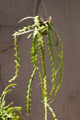 Full Vertical View of Ric Rac Cactus with Soft Sunlight and Brown Wall