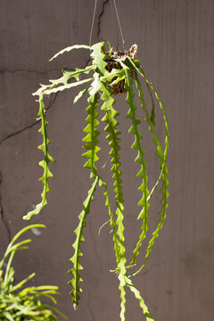 Full Vertical View of Ric Rac Cactus with Soft Sunlight and Brown Wall