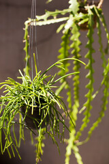 Close-up of Rhipsalis Succulent Detail with Blurred Ric Rac Background