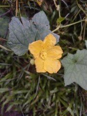 Yellow Flower on the Ground