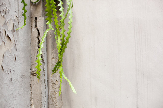 Vibrant Ric Rac Cactus Texture Detail with Ample Copy Space