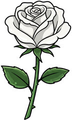 white rose