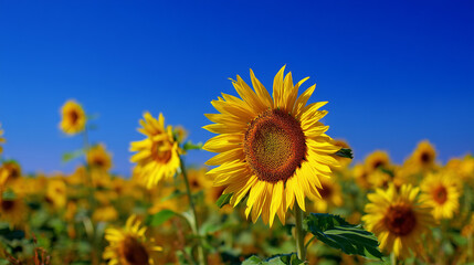 Close-up of a vibrant sunflower in a field against a bright blue sky