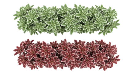Two rows of plants with green and red leaves on transparent background