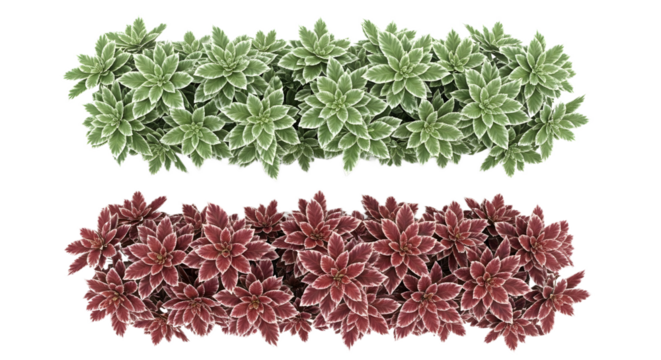 Two rows of plants with green and red leaves on transparent background