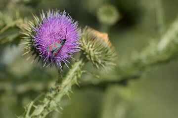 Nice individual of six spot burnet Zygaena filipendulae feeding on thistle blossom