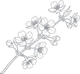 Delicate cherry blossom branch silhouette in artistic line drawing