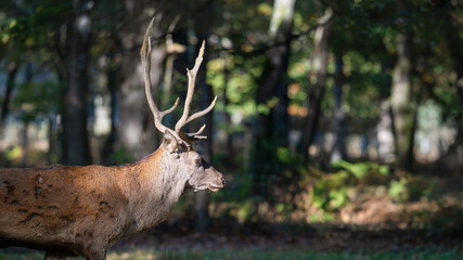 Naklejka premium Portrait of a Red deer stag walking in a clearing at the edge of a forest during the rut. Cervus elaphus, Réserve de la Haute-Touche, Azay le Ferron, Indre 36, région Centre, France, Europe