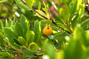 fruit of the tree