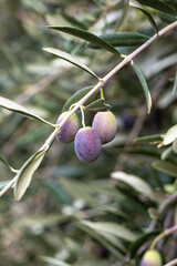 olives on tree