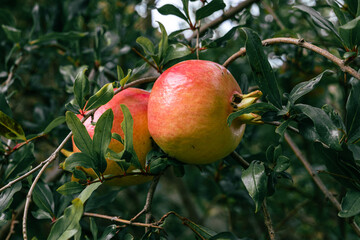 pomegranate on tree