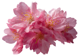 Close-up of delicate pink blossoms with yellow stamens against a black background