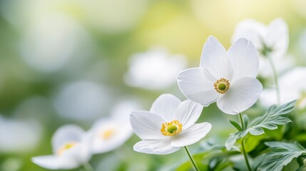 Obraz premium 101.White Anemone Flower and Butterfly â€“ Nature Macro with Blue Sky and Bokeh