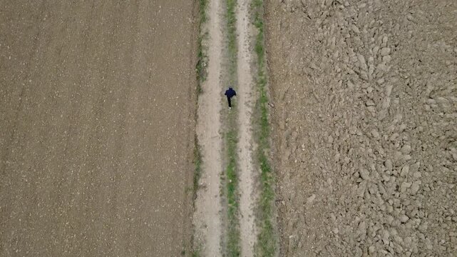 Pianura Padana, campi di grano appena nato, strade di campagna, passegiate, cascinali, gelsi dal drone - San Giuliano Vecchio -  Alessandria - Piemonte - Italia