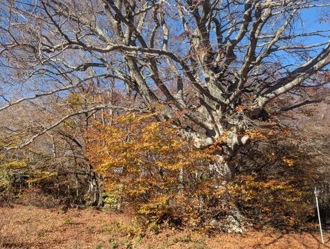 I colori nel bosco in autunno in montagna