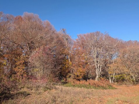 I colori nel bosco in autunno in montagna