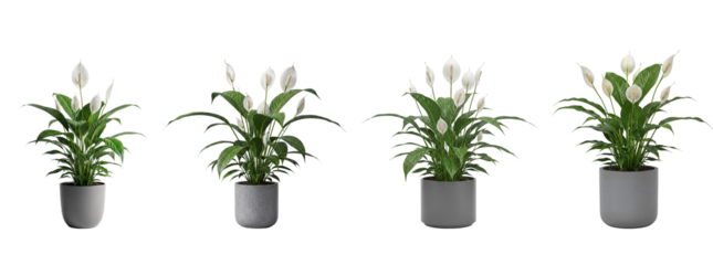 set of White peace lily style indoor flowers in minimal gray pots