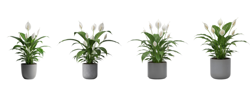set of White peace lily style indoor flowers in minimal gray pots