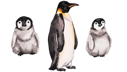 Fototapeta premium Emperor penguins. Collection of adults penguin with cute baby penguins. Watercolor hand drawn illustration isolated on white background. Animals in Antarctica for cute winter designs, decor, patterns