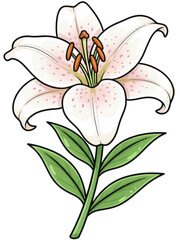 lily flower