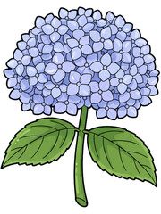 hydrangea flower