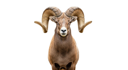 Isolated bighorn sheep portrait with its impressive horns looking forward for design