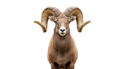 Isolated bighorn sheep portrait with its impressive horns looking forward for design