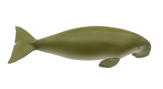 Isolated Dugong model in profile view floating with its flippers at its side in the studio