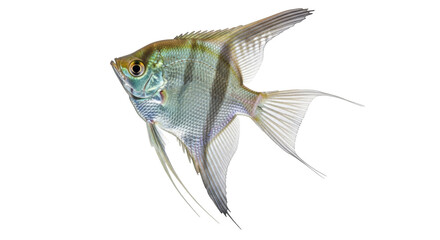 Isolated freshwater angelfish swimming in studio, tropical aquarium animal, pet with dorsal fin