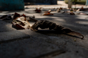 Dry Leaves Fallen on Concrete Floor with a Play of Light and Shadow
