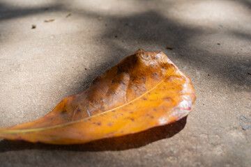 Dry Leaves Fallen on Concrete Floor with a Play of Light and Shadow