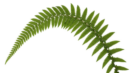 Isolated fern frond arc, graceful plant composition for design, natural green leaf isolated © Sergiu