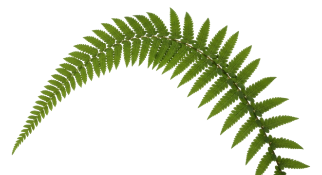 Isolated fern frond arc, graceful plant composition for design, natural green leaf isolated