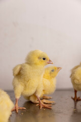 small yellow chickens stand on a metal board for weighing poultry, a large number of chickens in the workshop of a poultry farm for growing a breed of chicken with a high weight