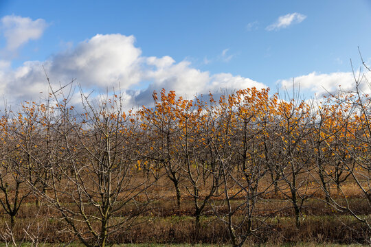 an orchard with rows of cherry trees planted in autumn, a blue sky with clouds and warm weather in a garden with cherry trees on which the last rare foliage hangs