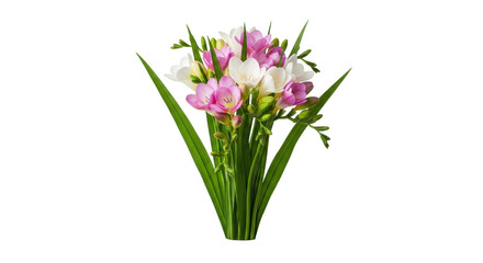 Isolated freesia blooms with green leaves for spring season arrangements and romantic displays