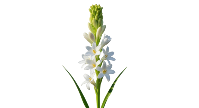 Isolated tuberoses flower, fragrant bloom, blooming white petals, green leaves, elegant aroma