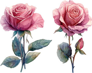 Fototapeta premium bouquet of pink roses